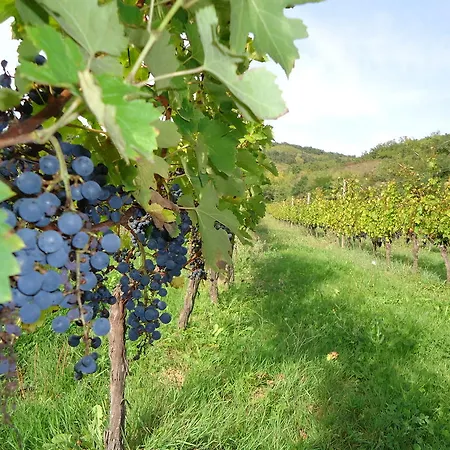 Domaine Thomson